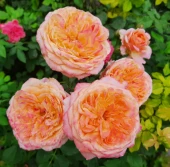 Роза Викторианский Секрет чайно-гибридная (Барнаул)