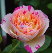 Роза Жюли Андриё плетистая клаймбер (Барнаул)