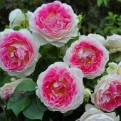 Роза Гуэрнси чайно-гибридная (Золотая сотка Алтая)