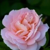 Роза Милки Вей патио и спрей (Татарстан Розариум) 