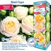 Роза Май Герл чайно-гибридная (Сиб сад)