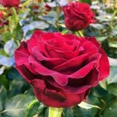 Роза Гладиатор чайно-гибридная (Барнаул)