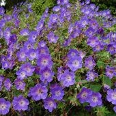 Герань гибридная Розанна (ПОИСК)