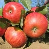 Яблоня Конфетное (в коробке) (ПОИСК)