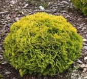 Туя западная Мириам P9 (КолорЛайн)