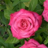 Роза Маргарита спрей (Садовита)