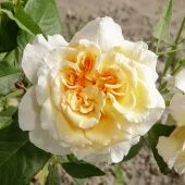 Роза Комтесса Чайно-гибридная (Садовита)