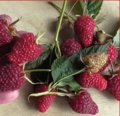 Малина ремонтантная Самохвал (ПОИСК)