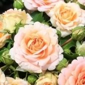 Роза Концерто 94 флорибунда (Сербия Империя роз)