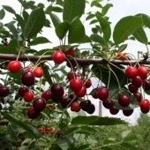 Вишня Морозовка (в коробке) (ПОИСК)