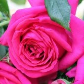 Роза Режис Маркон флорибунда (Золотая сотка Алтая)