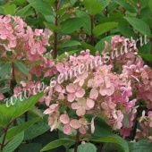 Гортензия метельчатая Эрли Сенсейшн (ПОИСК)