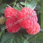 Малина Солнышко (ПОИСК)