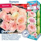 Роза Тсумуги японская (Сиб сад)