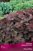 Гейхера (Хеухера) мелкоцветковая Пэлэс Пёпл (ПОИСК)