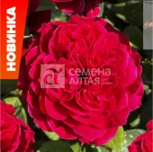 Роза Джеймс парк флорибунда (Барнаул)