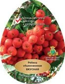 Рябина Вкусная (в коробке) (ПОИСК)