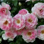 Роза Пинк Шампань (Розовое Шампанское) клаймбер (Золотая сотка Алтая)