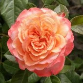 Роза Аугуста Луиза Чайно-гибридная (Садовита)