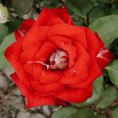 Роза Николь Чайно-гибридная (Садовита)