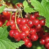 Смородина красная Ранняя сладкая (ПОИСК)