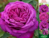 Роза Хайди Клум патио (Сиб сад)