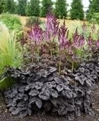 Астильба китайская Дарксайд оф зе Мун (ПОИСК)