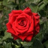 Роза Эксплорер Чайно-гибридная (Садовита)