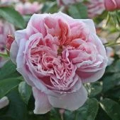 Роза Шоне Майд чайно-гибридная (Садовита)