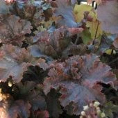 Гейхера (Хеухера) гибридная Каппучино 1шт (ПОИСК)