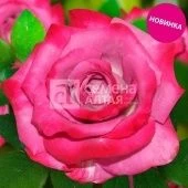 Роза Милано чайно-гибридная (Барнаул)