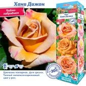 Роза Хани Дижон чайно-гибридная (Сиб сад)