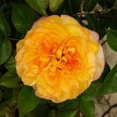 Роза Вувузелла Чайно-гибридная (Садовита)