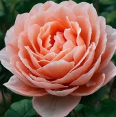 Роза Принцесса Шарлен де Монако чайно-гибридная (Золотая сотка Алтая)