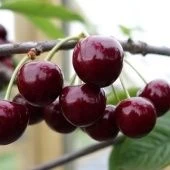 Вишня Ливенская (в коробке) (ПОИСК)