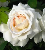 Роза Ариана де Родшильд Чайно-гибридная (Садовита)