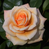 Роза Мерлин Монро чайно-гибридная ЭКОНОМ (Барнаул)