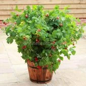 Малина Руби Бьюти серия Патио (ПОИСК)