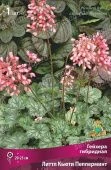 Гейхера гибридная Литтл Кьюти Пепперминт (ПОИСК)