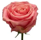 Роза Хермоза чайно-гибридная (Сиберика)