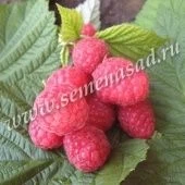 Малина ремонтантная Бабье лето (ПОИСК)