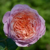 Роза Айсфогель чайно-гибридная (Золотая сотка Алтая)