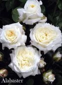 Роза Алабастер флорибунда (Барнаул)
