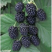 Ежевика Понка (Свит-Арк Понка) (ПОИСК)