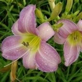 Лилейник гибридный Катерина Вудбери (ПОИСК)