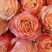 Роза Карпе Дием чайно-гибридная (Татарстан Розариум)