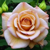 Роза Коко локо Флорибунда (Садовита)