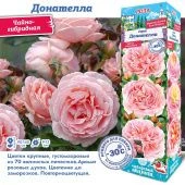 Роза Донателла чайно-гибридная (Сиб сад)