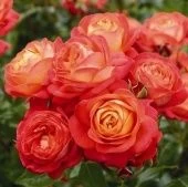 Роза Мид Саммер плетистая (Барнаул)