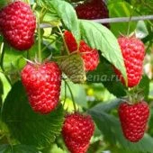 Малина ремонтантная Энросадира (ПОИСК)
